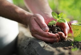 Padlí – popis a ochrana