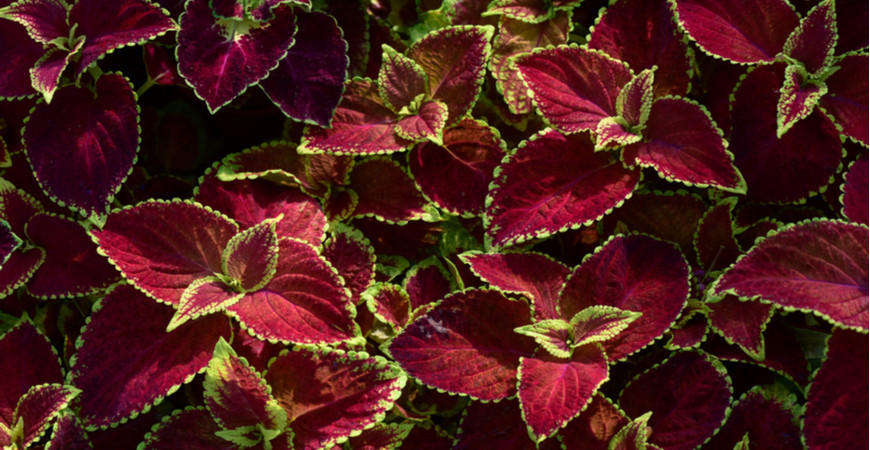 Není kopřiva jako kopřiva