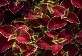 Není kopřiva jako kopřiva