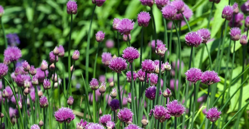 Pažitka – pěstování, účinky a využití