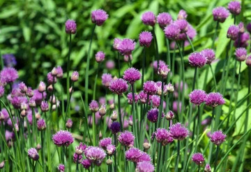 Pažitka – pěstování, účinky a využití