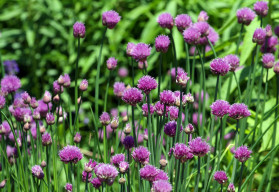 Pažitka – pěstování, účinky a využití