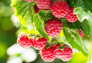 Podzimní péče o bobuloviny