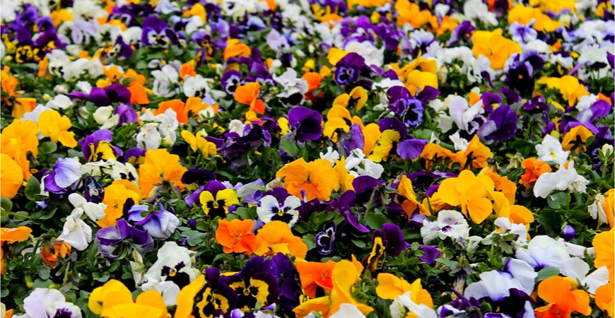 Dvouletky vyrůstající ze samovýsevu