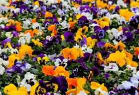 Dvouletky vyrůstající ze samovýsevu