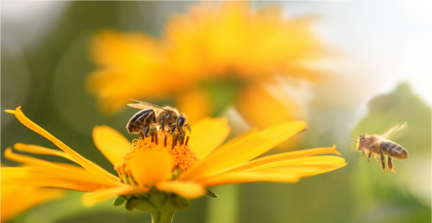 Květy, které přitahují motýly a další hmyz