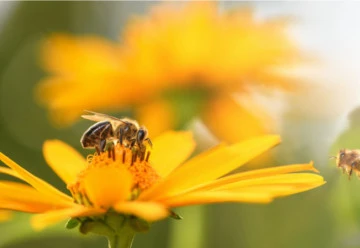 Květy, které přitahují motýly a další hmyz