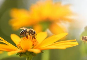 Květy, které přitahují motýly a další hmyz