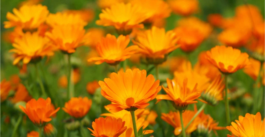 Bylinky, které vám pomohou chránit zeleninu před škůdci