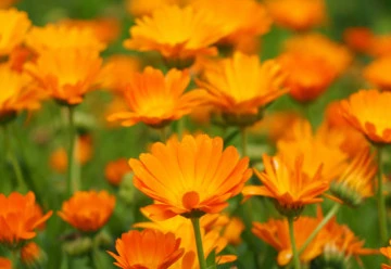 Bylinky, které vám pomohou chránit zeleninu před škůdci