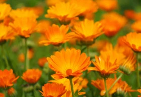 Bylinky, které vám pomohou chránit zeleninu před škůdci