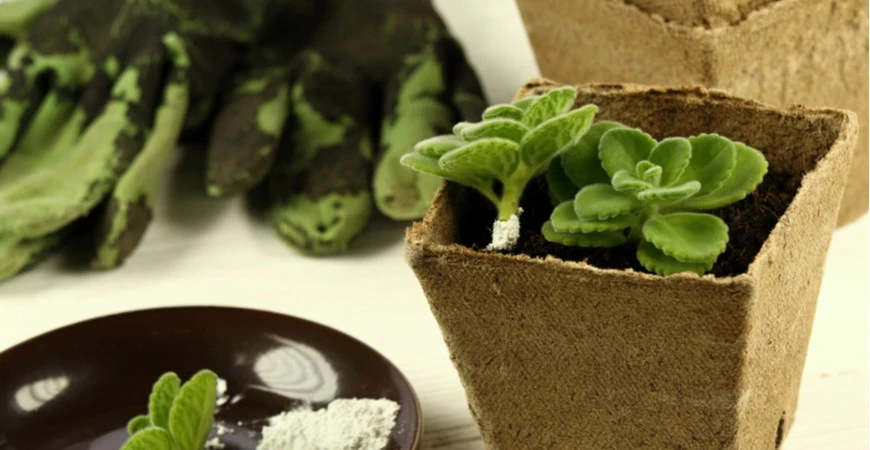 Bohatá úroda díky houbám – mykorhiza