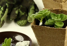 Bohatá úroda díky houbám – mykorhiza