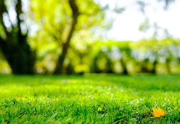 Podzimní péče o trávník 