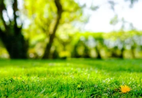 Podzimní péče o trávník 