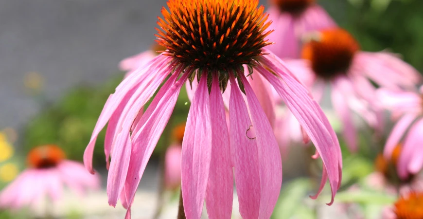 Echinacea / Třapatka – pěstování a využití