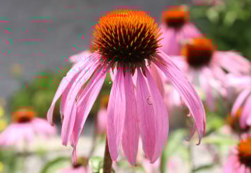 Echinacea / Třapatka – pěstování a využití