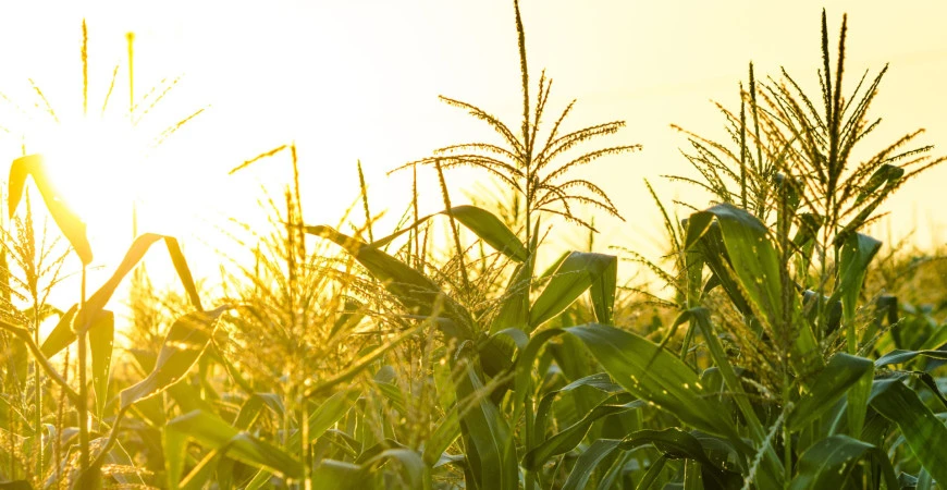 Pěstování kukuřice přímo ze semínka