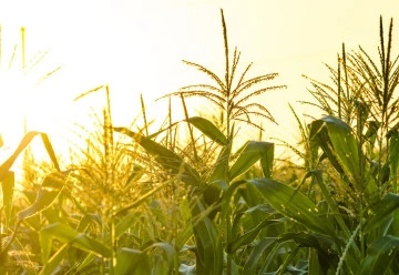 Pěstování kukuřice přímo ze semínka