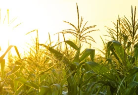 Pěstování kukuřice přímo ze semínka