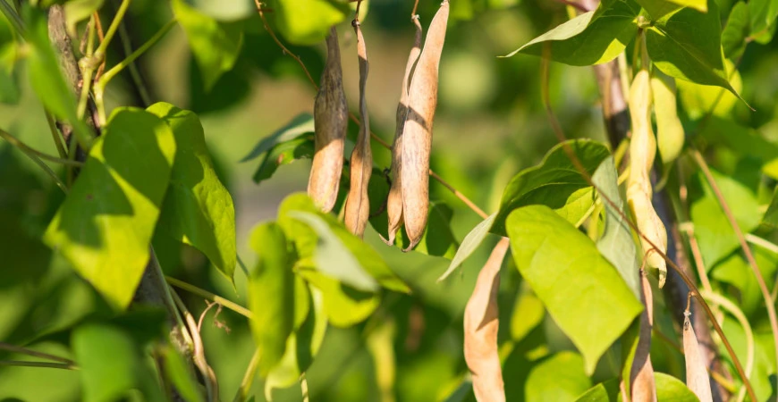 Fazole ze semínka – jak na pěstování luskovin?