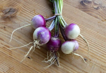 Vodnice – nenáročná podzimní zelenina