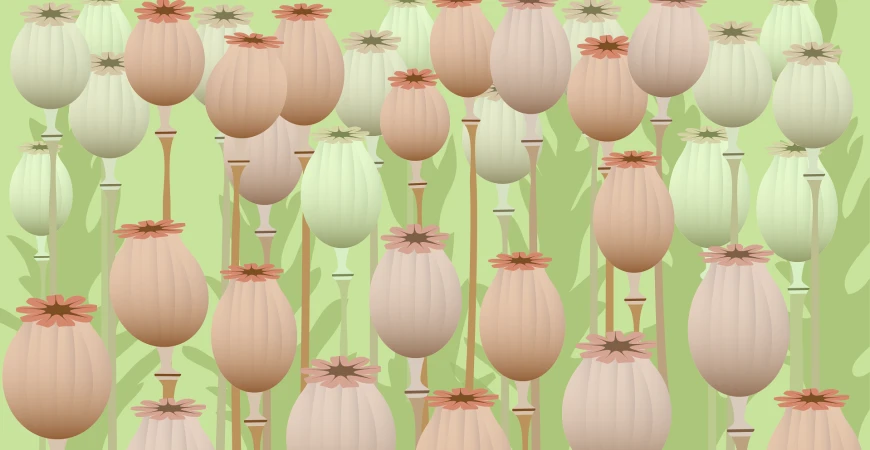 Mák – pěstování a využití