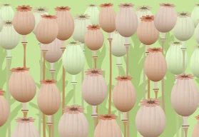 Mák – pěstování a využití