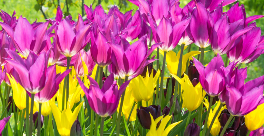 Aby zahrada na jaře kvetla