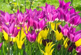 Aby zahrada na jaře kvetla