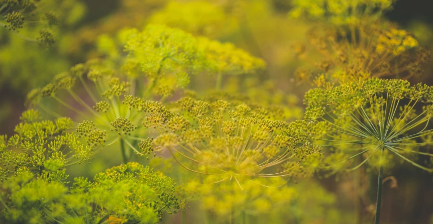 Kopr – pěstování, účinky a využití