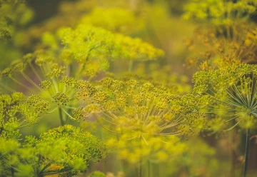 Kopr – pěstování, účinky a využití