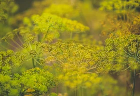 Kopr – pěstování, účinky a využití