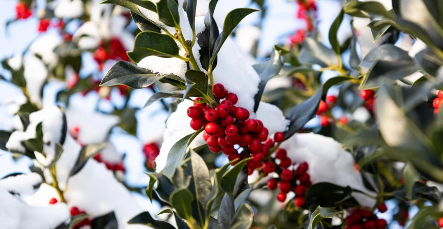 Zahradníkův kalendář – leden