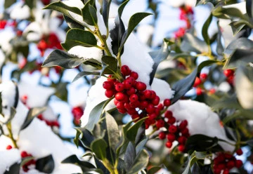 Zahradníkův kalendář – leden