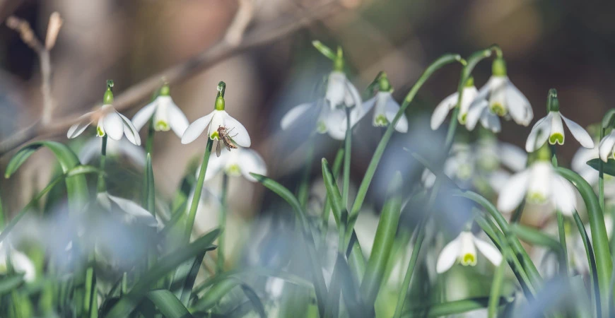 Zahradníkův kalendář – únor
