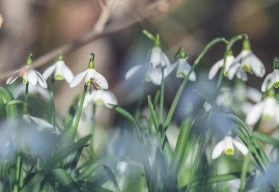Zahradníkův kalendář – únor