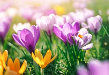 Zahradníkův kalendář – duben