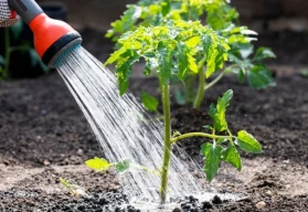 Voda v zahradnictví