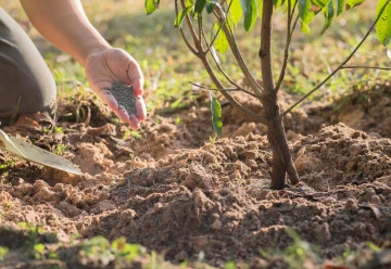 Výživa ovocných dřevin