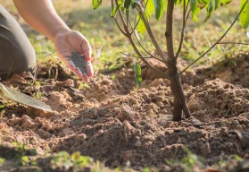 Výživa ovocných dřevin