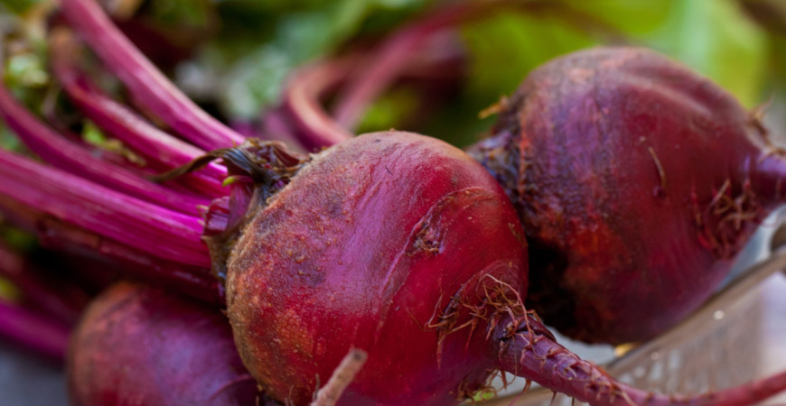 Červená řepa – elixír zdraví