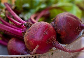 Červená řepa – elixír zdraví