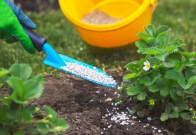 Výživa drobného a bobulového ovoce