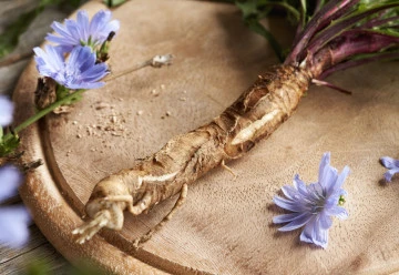 Čekanka – pěstování, účinky a využití