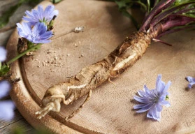 Čekanka – pěstování, účinky a využití