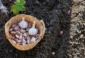 Co vysévat v září? Semena, která ještě stihnete, i výsadba česneku