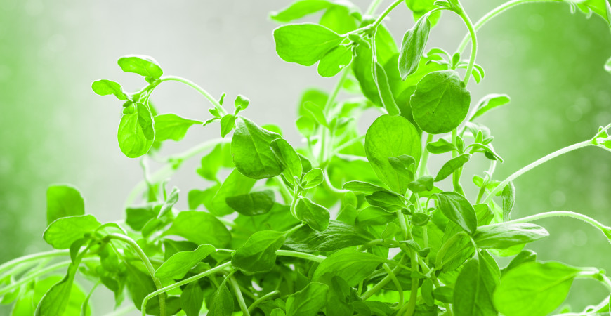 Dovedete si představit bramborák bez majoránky?