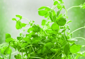 Dovedete si představit bramborák bez majoránky?