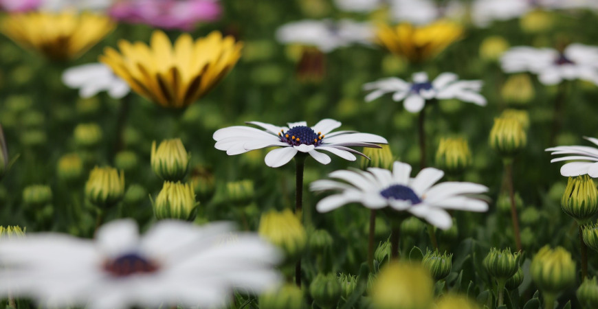 Blíží se čas babího léta, jak se postarat o květiny?